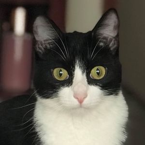 Meet your Posher, Nellieandtravis